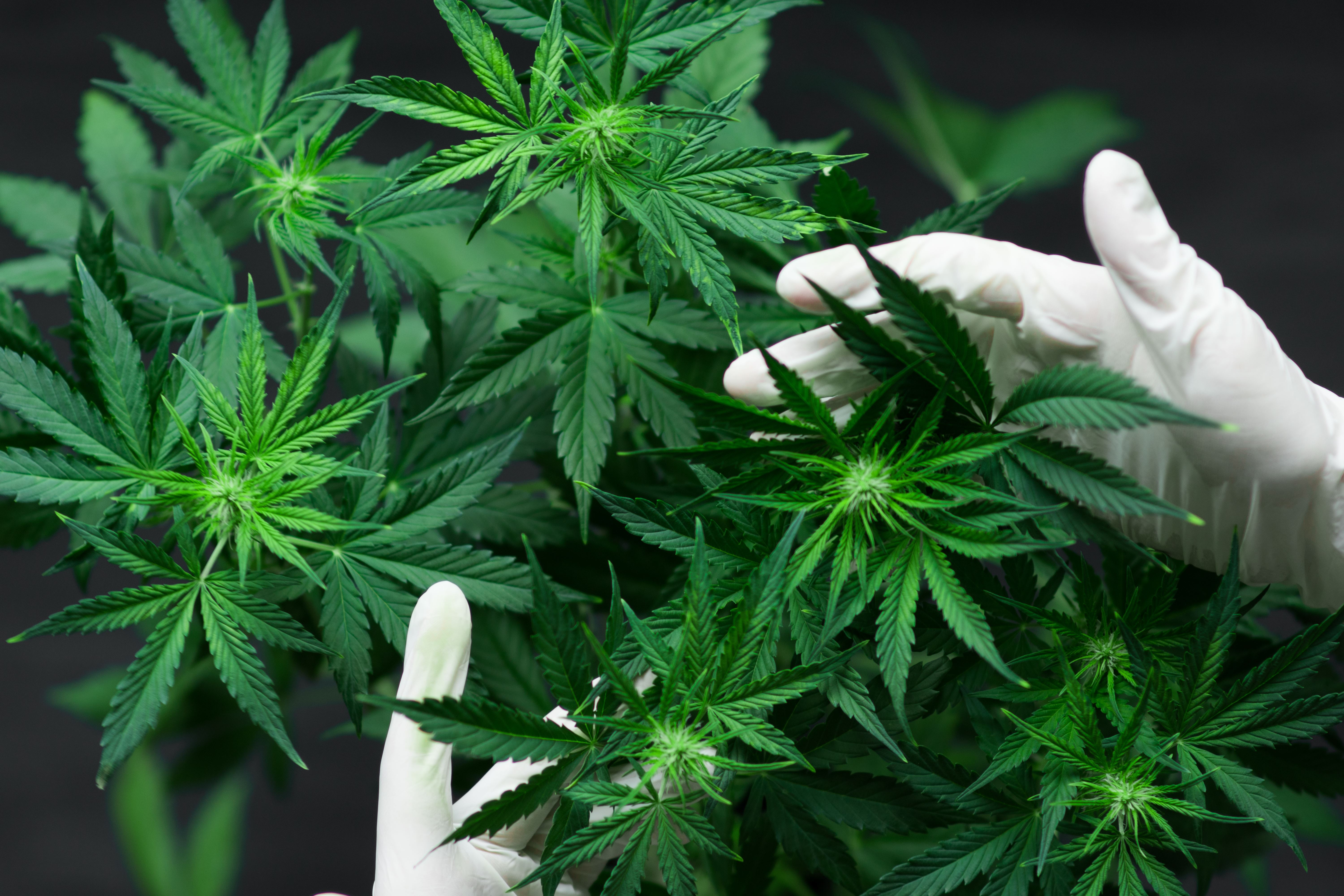 Growing marijuana - drug cultivation